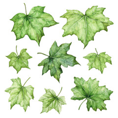 Set of watercolor green leaves PNG elements for botanical designs or wedding invitations.