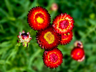 Giant Red Strawflowers in the Flower Garden