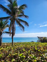 palm trees on the beach