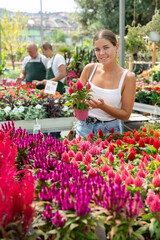 Girl in sales area of flower exhibition examines celosia flower, chooses plants for landscaping...