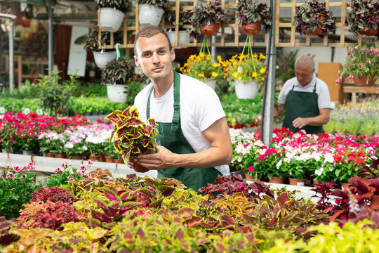 New man trainee employee in garden store gets acquainted with assortment, examines potted coleos plant. Store employee forms showcase, rearranges pots with ornamental plants.