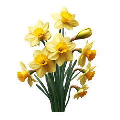 Obraz premium Beautiful Yellow Daffodils Bouquet on Transparent Background
