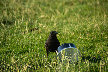 A sleek crow or raven stands alert in vibrant green grass beside an overturned container in Paris....
