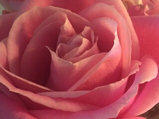 pink rose closeup