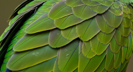 A close-up of a parrot’s feathers, showing vivid green.