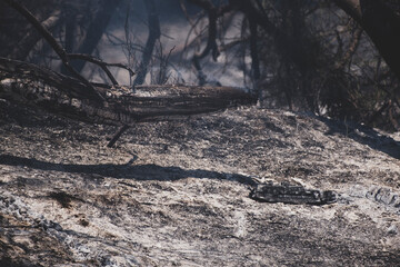 Forest Fire Suppression and Cooling Efforts