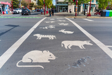 Twelve zodiac animals on pedestrian crossing in Chinatown of Victoria, Canada