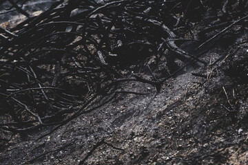 Forest Fire Suppression and Cooling Efforts
