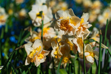 Daffodils at Butchart Gardens on Vancouver Island, Canada