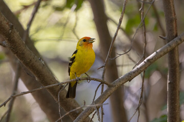 A Western Tanager, framed by branches perches on a small maple twig and sings in a shady forest on a summer day in the mountains of Southern Utah USA.