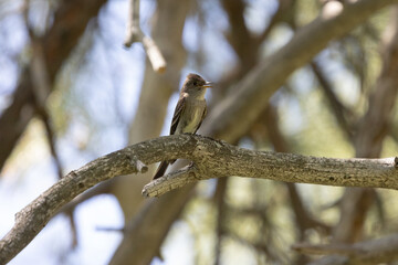 A Western Wood Pewee sings its song while perched on a dead branch in the dappled light of a forest in the mountains of Southern Utah USA on a sunny summer day.