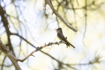 A Western Wood Pewee sings its song as it perches on a pine branch in a shady forest in the mountains of Southern Utah USA on a summer day with a background of out of focu pale green leaves.