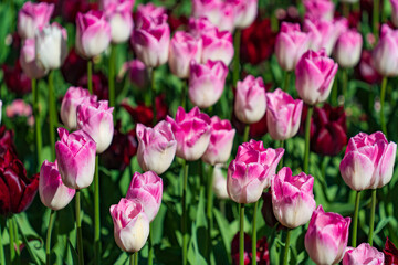 Colorful Tulips in Butchart Gardens in Brentwood Bay on Vancouver Island, Canada
