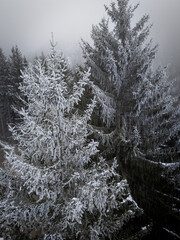 misty morning in the forest over snow covered trees drone photography winter mood