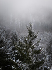 misty morning in the forest over snow covered trees drone photography winter mood