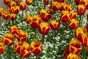 Colorful Tulips in Butchart Gardens in Brentwood Bay on Vancouver Island, Canada