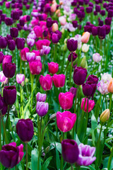 Fototapeta premium Colorful Tulips in Butchart Gardens in Brentwood Bay on Vancouver Island, Canada