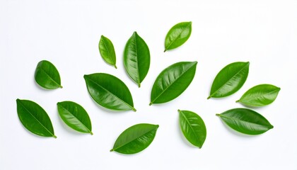 Obraz premium Fresh green citrus leaves on white background