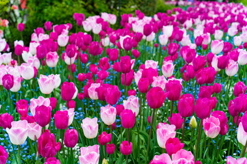 Colorful Tulips in Butchart Gardens in Brentwood Bay on Vancouver Island, Canada