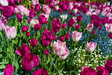 Obraz premium Colorful Tulips in Butchart Gardens in Brentwood Bay on Vancouver Island, Canada