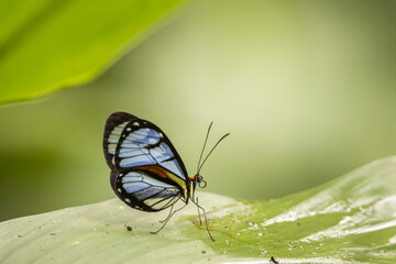 Mariposa alas de cristal sobre una hoja verde