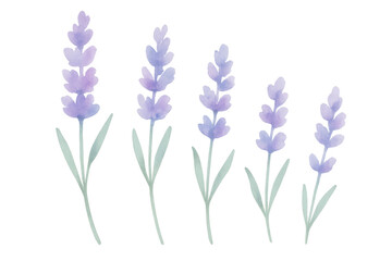 Obraz premium Soft watercolor lavender blossoms featuring subtle purple tones, graceful green foliage on translucent backdrop for elegant design compositions