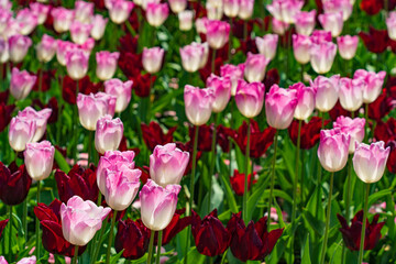 Colorful Tulips in Butchart Gardens in Brentwood Bay on Vancouver Island, Canada