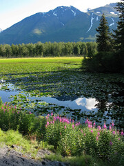 Alaska - Keni Peninsula roadside landscape