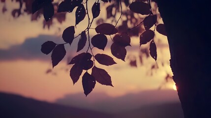 Sunset Silhouette Leaves Branch Tree Nature Background