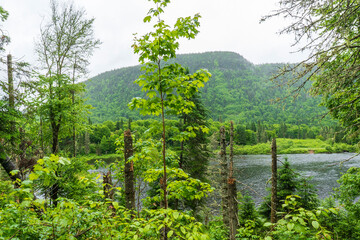 Obraz premium Parc national de la Jacques-Cartier, Quebec, Canada.