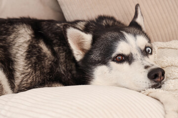 Cute Husky dog lying on sofa in living room, closeup