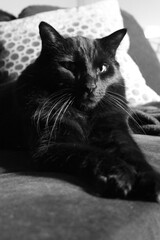 Norwegian Forest Cat