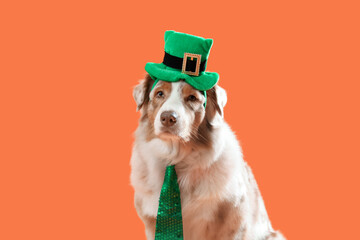 Cute Australian Shepherd dog in leprechaun's hat with necktie on orange background, closeup. St....