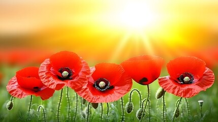 Vibrant Red Poppies in Sunset Field Stunning Floral Image