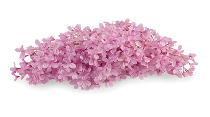 Vibrant Pink Cherry Blossom Branch Bouquet Spring Floral Image
