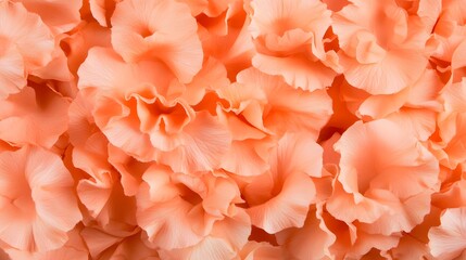 Peach Flower Petals Close Up Background Texture
