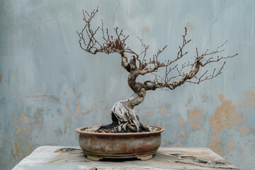Dead Bonsai with gnarled bark and twisted silhouette in rustic pot beside textured wall with peeling paint