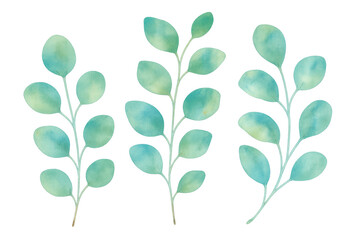 Three watercolor eucalyptus branches with a transparent background are perfect for adding a touch of nature to any design