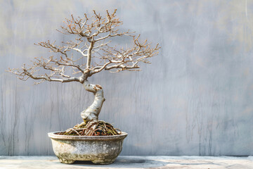 Dead Bonsai with exposed roots and bare branches in shallow pot against faded wall under soft daylight shadows