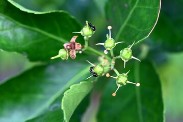 Japanese spindle (Euonymus japonicus) flowers. Celastraceae evergreen shrub. Numerous small greenish-white flowers bloom in cymes from June to July.
