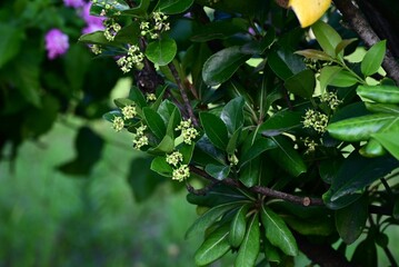 Japanese spindle (Euonymus japonicus) flowers. Celastraceae evergreen shrub. Numerous small greenish-white flowers bloom in cymes from June to July.