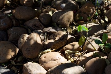 A pile of rocks with a leafy green plant growing out of it