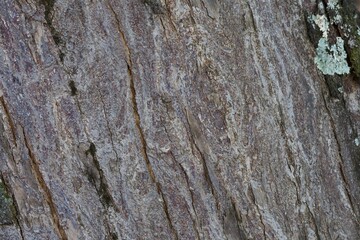 A close up of a tree trunk with moss growing on it