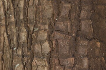 The bark of a tree is rough and has many cracks