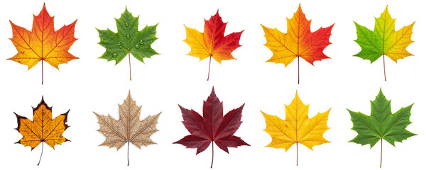 Collection of colorful autumn maple leaves on white background, set    