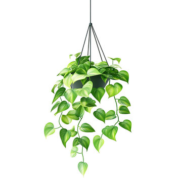 Hanging heart-leaf plant in a pot isolated on transparent background.