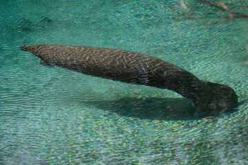 A large sea cow, manatee, swimming in Crystal River. The large, grey, wrinkled leathery skin manatee has its nose and snout out of the water. The animal has a wide flat tail, flippers and small eyes. 