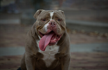 A muscular brown and white American bully dog sitting on a brick sidewalk with a white chest. The animal has a long pink tongue hanging out of its mouth. There’s a white fur stripe down its face.
