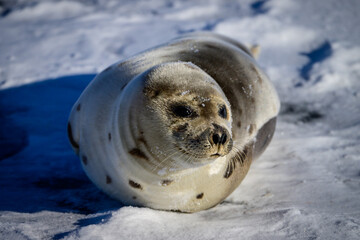 A baby grey harp seal lies on white snow and ice. The seal has two flippers, wide dark eyes, long whiskers, and a soft fur coat with dark spots. The wild harbor seal has its head up staring ahead.