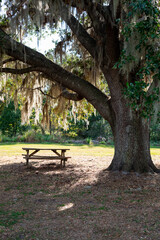 A brown-painted wooden picnic table sits in the center of a park campground area, surrounded by large trees that bloom with green leaves during the summer. The campgrounds are empty.